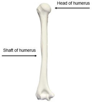 Humerus showing long shaft of humerus and, at top, the head of the humerus