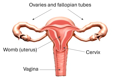 Hysterectomy image.png