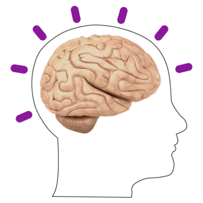 Brain in head