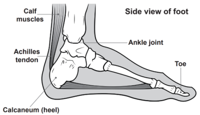 Achilles and foot image