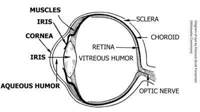 Eye image.png
