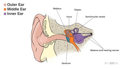 anatomy_of_the_ear drum.jpg