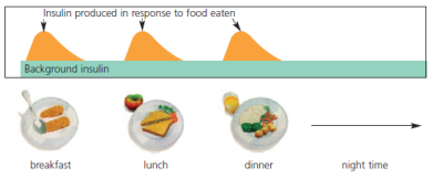 Insulin diagram