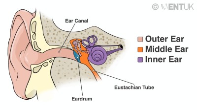 Ear image with Eustachian tube.jpg